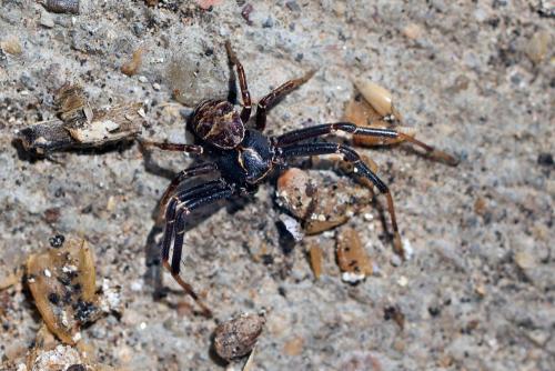 Réf. 341 537 : Xysticus sp.